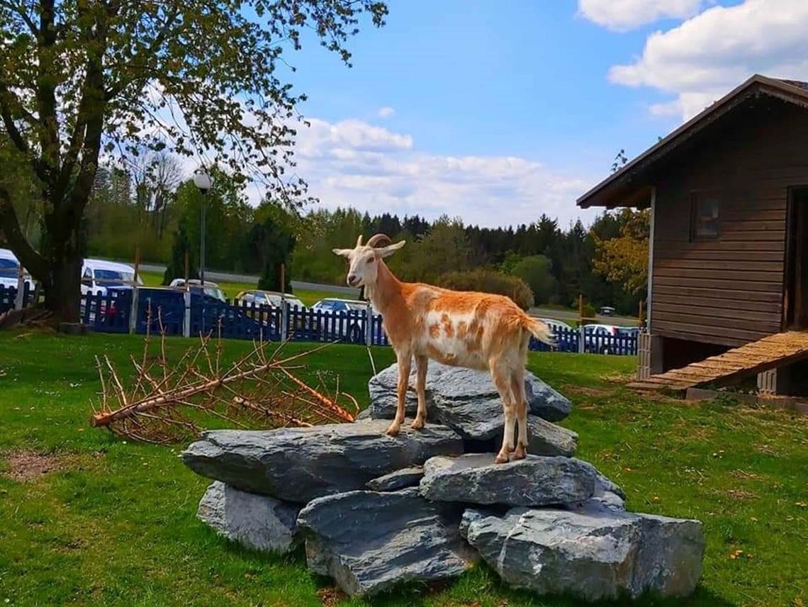 Das Bild zeigt eine Ziege, die auf einem Steinehaufen steht