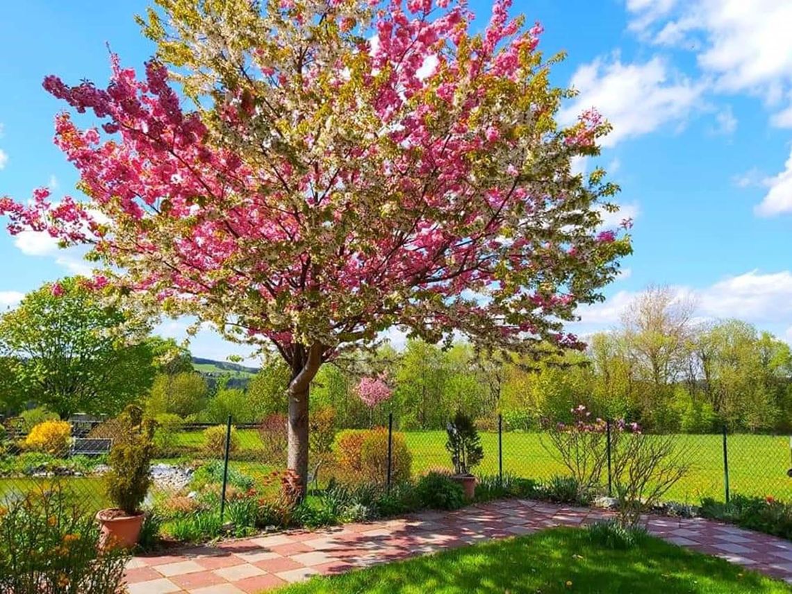 Das Bild zeigt einen blühenden Baum