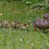Das Bild zeigt eine Entenmama mit ihren acht Kindern beim "Entenmarsch"